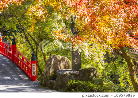 秋天的京都,秋葉覆蓋的熊野觀音寺鳥居橋 秋天的京都,秋葉覆蓋的熊野觀音寺鳥居橋 109579989