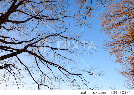 branches reaching to the sky branches reaching to the sky 109580325