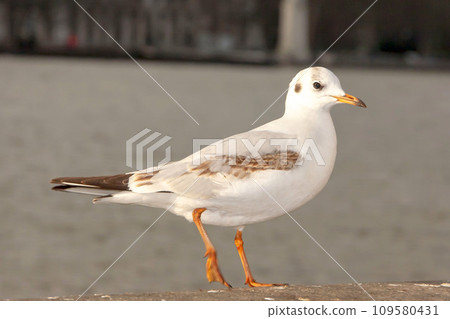 Seagull bird or seabird standing feet on the thames river bank in London, Close up view of white gray bird seagull Seagull bird or seabird standing feet on the thames river bank in London, Close up view of white gray bird seagull 109580431