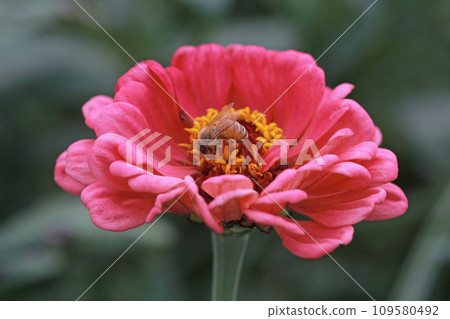 Bee collecting pollen on pink zinnia Bee collecting pollen on pink zinnia 109580492