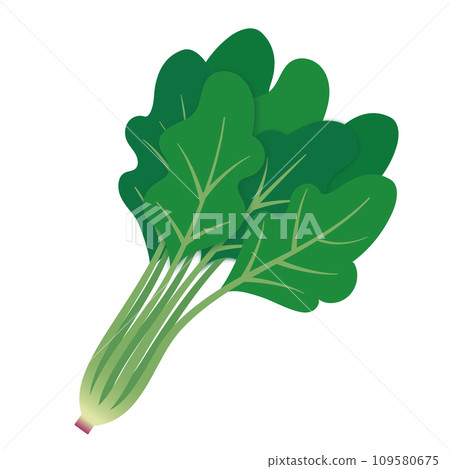 spinach illustration spinach illustration 109580675