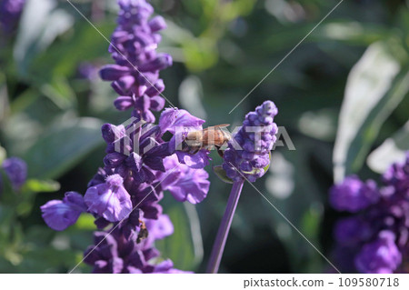 Bee collecting pollen on sage Bee collecting pollen on sage 109580718