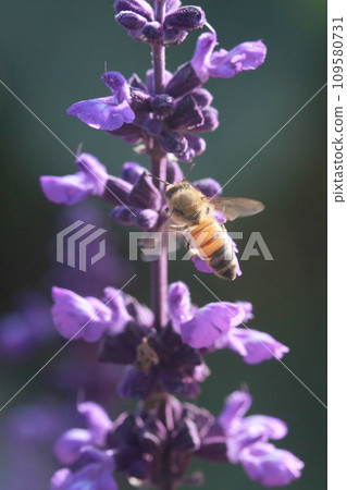 在鼠尾草上收集花粉的蜜蜂 109580731