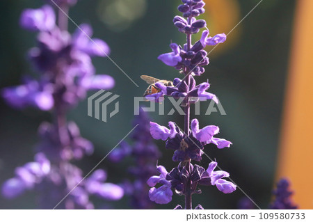 Bee collecting pollen on sage 109580733