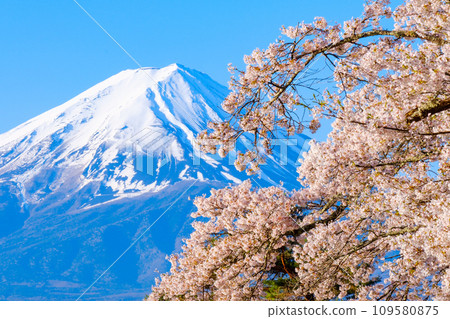 Sakura and Mt. Fuji 109580875