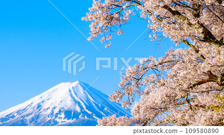 Sakura and Mt. Fuji Sakura and Mt. Fuji 109580890