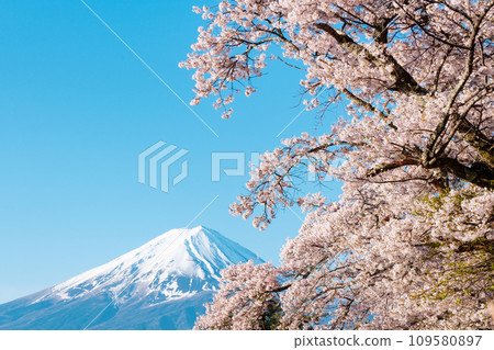 Sakura and Mt. Fuji 109580897
