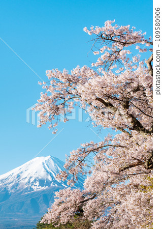 櫻花和富士山 109580906