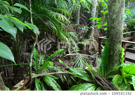 石垣島米原八重山棕櫚群落的根源 109581192