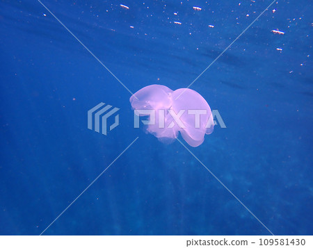 水母美麗 109581430