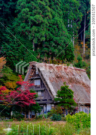 Autumn leaves in Shirakawa-go, World Heritage Site, Gifu Prefecture 109581507