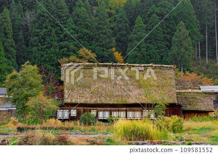 岐阜縣世界遺產白川鄉的秋葉 109581552