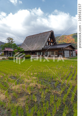 岐阜縣世界遺產白川鄉的秋葉 109581557