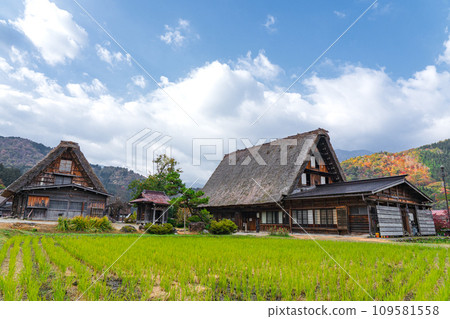 岐阜縣世界遺產白川鄉的秋葉 109581558