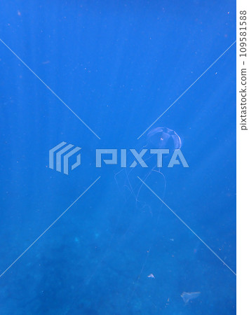 光和水母 109581588