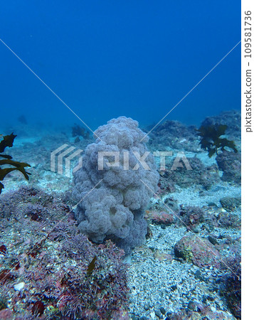 Underwater landscape 109581736