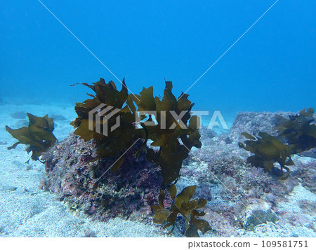 海藻在海底搖曳 109581751