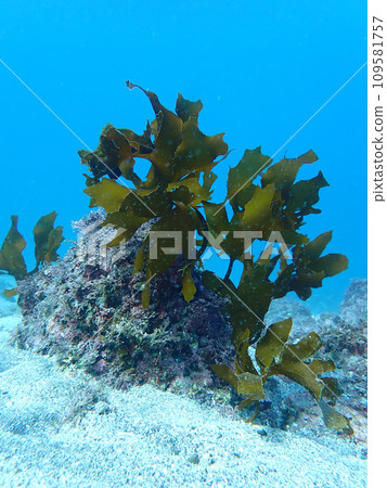 Kajime underwater 109581757