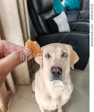 Labrador Retriever dog sit and wait for snack feed by owner Labrador Retriever dog sit and wait for snack feed by owner 109581826