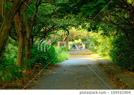 path covered in greenery 109581904