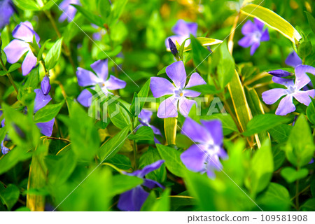 lots of periwinkle flowers lots of periwinkle flowers 109581908
