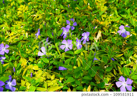 很多長春花 109581911