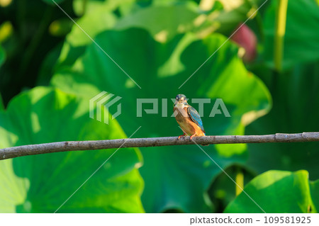 Landscape with lotus leaves and kingfisher 109581925