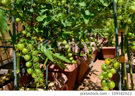 Mini tomatoes growing in a planter Mini tomatoes growing in a planter 109582022