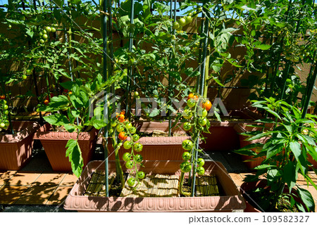 Mini tomatoes growing in a planter Mini tomatoes growing in a planter 109582327