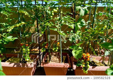 Mini tomatoes growing in a planter Mini tomatoes growing in a planter 109582328