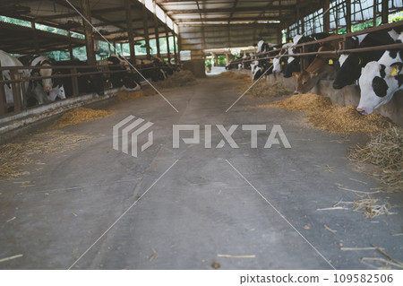 cow, cattle, cows 109582506
