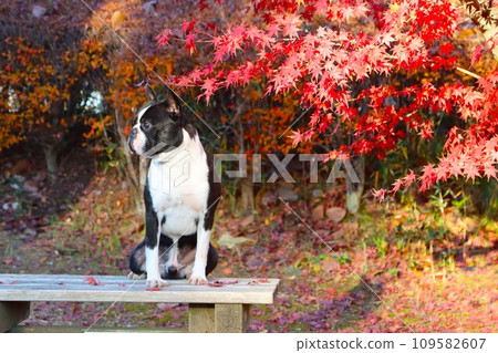 強壯的波士頓梗犬坐在美麗的秋葉前的長凳上欣賞風景♡ 強壯的波士頓梗犬坐在美麗的秋葉前的長凳上欣賞風景♡ 109582607