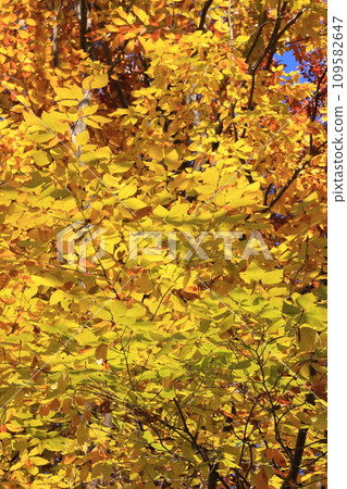 Natural plant Japanese beech, yellow leaves. It is said that it is not very beautiful, but the leaves are bright enough when sunlight shines through them. 109582647