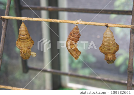 Cocoons of butterflies, pupa of insect. 109582661