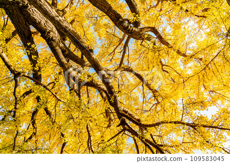 Ginkgo biloba turned yellow Ginkgo biloba turned yellow 109583045