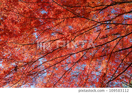 Maple leaves with blue sky and autumn leaves Maple leaves with blue sky and autumn leaves 109583112
