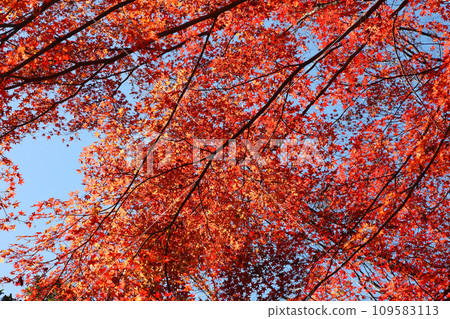 Maple leaves with blue sky and autumn leaves Maple leaves with blue sky and autumn leaves 109583113