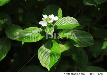 Hydrangea blooming in the clear of the rainy season 109583289