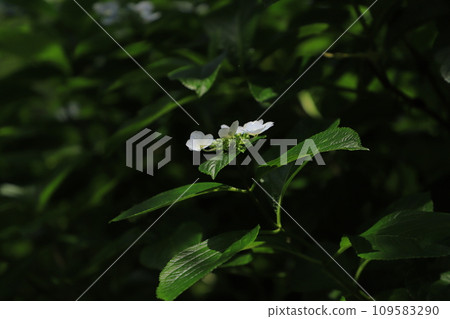 Hydrangea blooming in the clear of the rainy season 109583290