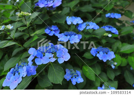 繡球花盛開在雨季的清除 繡球花盛開在雨季的清除 109583314
