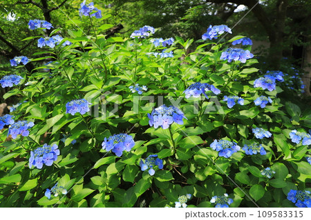 Hydrangea blooming in the clear of the rainy season Hydrangea blooming in the clear of the rainy season 109583315