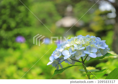 Hydrangea blooming in the clear of the rainy season Hydrangea blooming in the clear of the rainy season 109583317