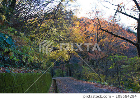 Stroll through the autumn of Mt. Hachiman 109584294
