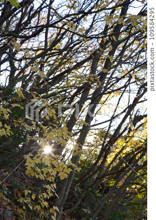 Stroll through the autumn of Mt. Hachiman 109584295