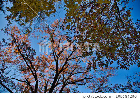 Stroll through the autumn of Mt. Hachiman 109584296