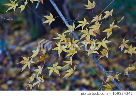 漫步在八幡山的秋天 漫步在八幡山的秋天 109584342