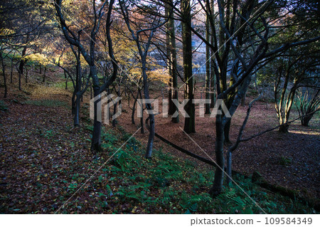 Stroll through the autumn of Mt. Hachiman Stroll through the autumn of Mt. Hachiman 109584349