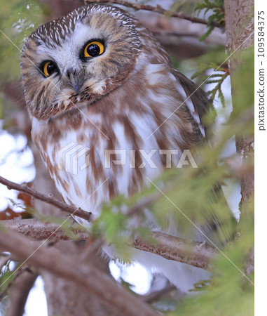 Northern Saw-whet Owl standing on a tree branch, Quebec, Canada 109584375