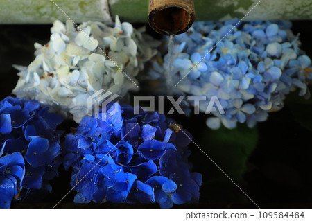Hydrangea floating in the waterhouse Hydrangea floating in the waterhouse 109584484