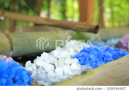 Hydrangea floating in the waterhouse Hydrangea floating in the waterhouse 109584487